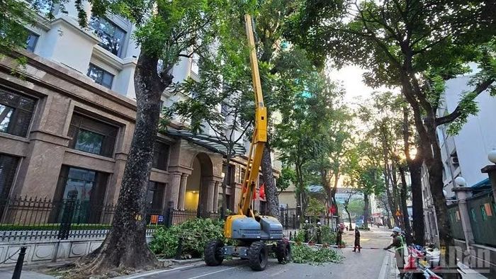 Hà Nội tập trung cắt tỉa cây xanh, nâng cao vòm lá tại các tuyến đường.