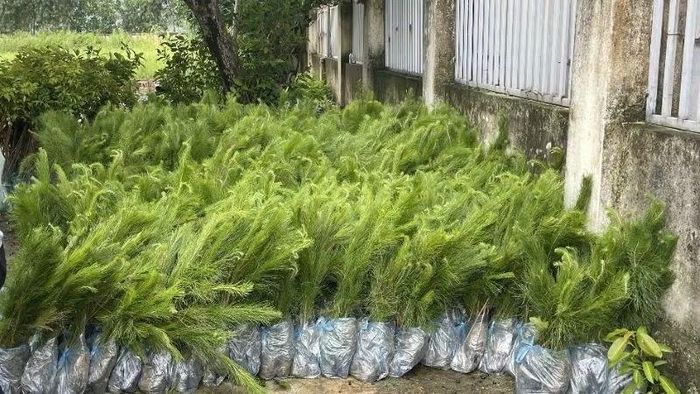 Cây thông giống được cấp phát cho người dân Lục Nam.