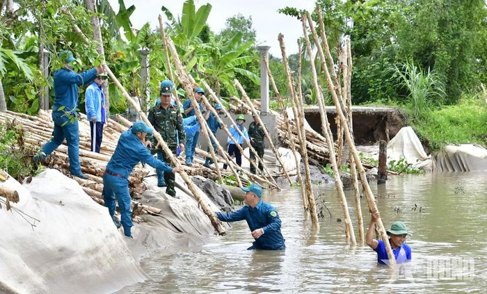 Lực lượng Dân quân tự vệ tỉnh Vĩnh Long giúp nhân dân chống sạt lở bờ sông.