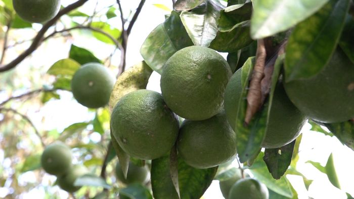 Nhiều loại cây trong vườn đang trĩu quả