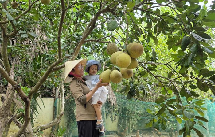 Nhiều loại cây trái ở làng Đại Bình vào mùa thu hoạch