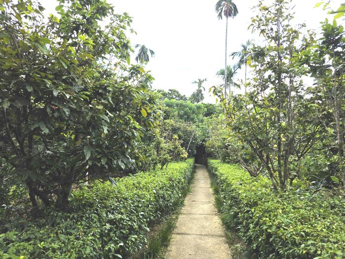 Các nhà vườn nơi đây đều có nét đặc trưng là hàng chè tàu làm hàng rào và đường dẫn vào nhà