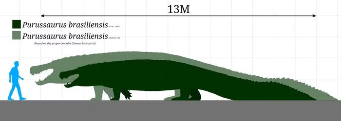 Kích thước của loài cá sấu Purussaurus.