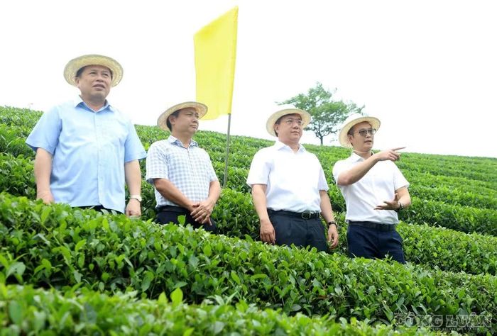 Chủ tịch UBND tỉnh Trần Duy Đông và Đoàn công tác thăm quan đồi chè Móng ngựa, xã Long Cốc - Ảnh: Phùng Thọ.