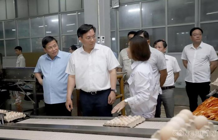 Chủ tịch UBND tỉnh Trần Duy Đông cùng Đoàn công tác thăm dây chuyền sản xuất của Công ty TNHH Một thành viên Gia cầm Hòa Phát - Ảnh: Phùng Thọ.