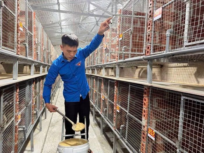 Thức ăn hằng ngày của chồn chủ yếu là cá, cám gạo và chuối chín xay trộn vào.