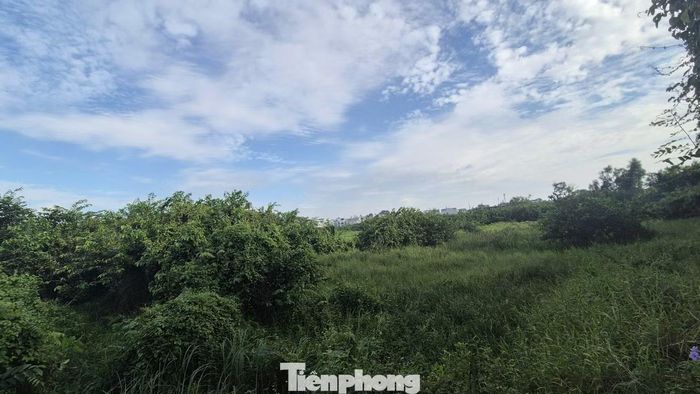 Nhiều dự án sau nhiều năm xin chủ trương đến nay tiến độ dự án vẫn còn nằm trên giấy, hiện trạng dự án cỏ mọc um tùm, lãng phí