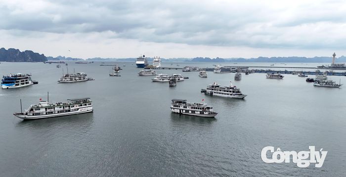 Quảng Ninh tạm dừng cho phép rời cảng, bến đối với tàu thuyền không đủ điều kiện hoạt động và tàu thuyền phục vụ tham quan, lưu trú trên biển kể từ 7 giờ ngày 22/8. (Ảnh: TV)