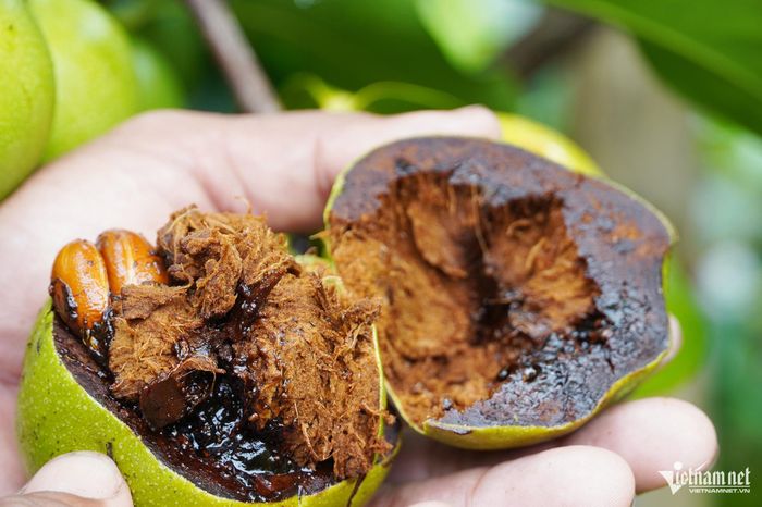 Hồng socola chín có vỏ chuyển sang màu vàng nhạt, bên trong là phần thịt màu nâu sẫm đặc trưng