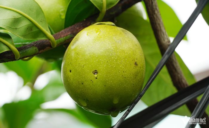 Khi chín, trái chuyển từ màu xanh sang màu vàng nhạt
