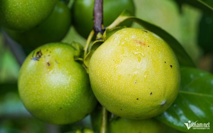 Hồng socola có trọng lượng từ 300-400g/trái, đặc biệt có trái tới 700g - 1kg