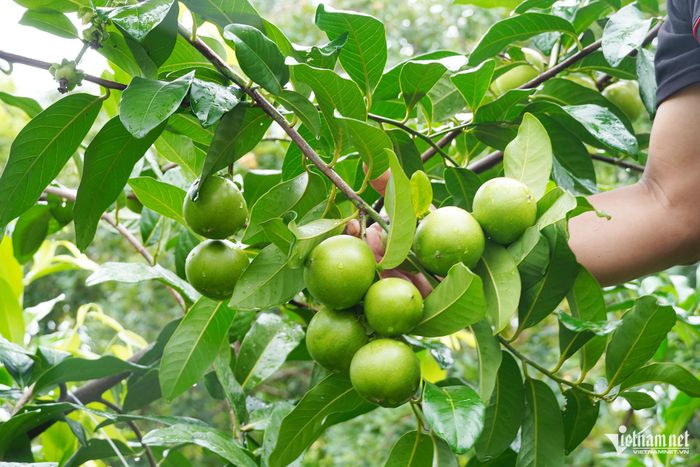 Những trái hồng socola lúc chưa chín