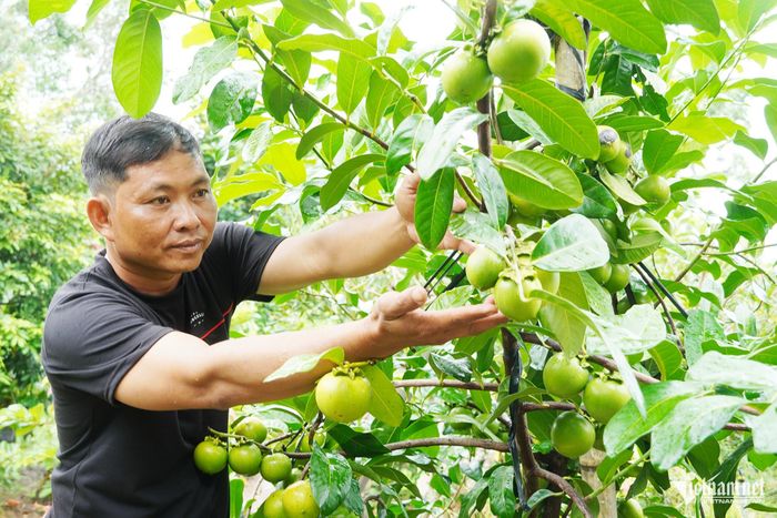Vườn hồng socola giúp anh Thắng thu bộn tiền mỗi năm