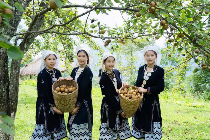 Tháng 8, lê Hồng Thái bắt đầu chín. Ảnh: Làng Đá Hồng Thái/ Phan Ngọc Anh