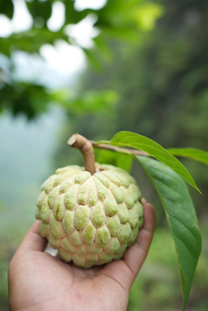 Lạng Sơn là điểm đến dành cho du khách muốn trải nghiệm thiên nhiên trong lành, không quá đông đúc. Ảnh: Nguyễn Hồng Thu Trang