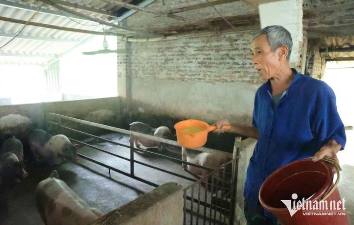 Nhờ được tập huấn về kỹ thuật, hướng dẫn cách phòng bệnh, chăm sóc vật nuôi nên đàn lợn gia đình ông Sồi phát triển khỏe mạnh. Ảnh: Mỹ Dung