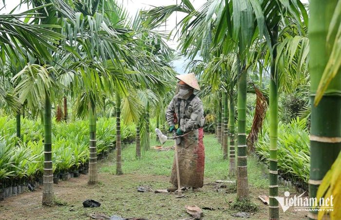 Anh Thủy chăm sóc vườn cau rộng khoảng 13 - 14 ha của gia đình. Ảnh: Mỹ Dung