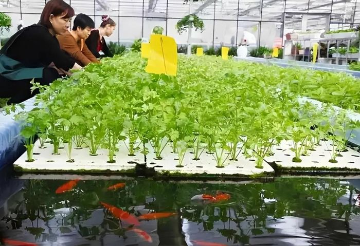 Nhờ hệ thống tuần hoàn khép kín, nông trại của Lưu Vĩnh Quân có thể nuôi cá không cần thay nước thường xuyên và trồng rau gần như không phải bón phân. Ảnh: Sina