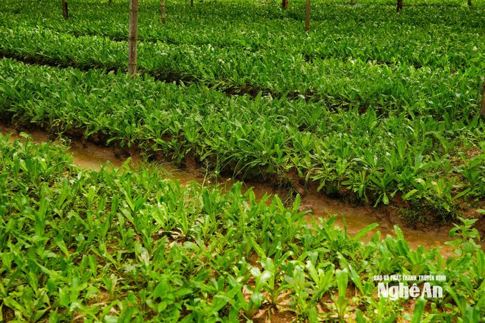 Mô hình rau mùi tàu cho thu nhập cao tại xã Quảng Châu. Ảnh: T.L