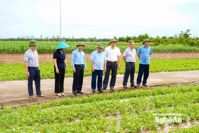 Sản xuất lạc vụ Đông tại xã An Châu. Ảnh: T.L