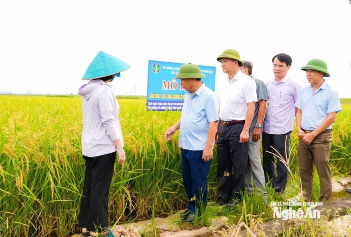 Đoàn kiểm tra mô hình sản xuất lúa tăng cường sức khỏe đất, giảm phát thải tại xã Quảng Châu. Ảnh: T.L
