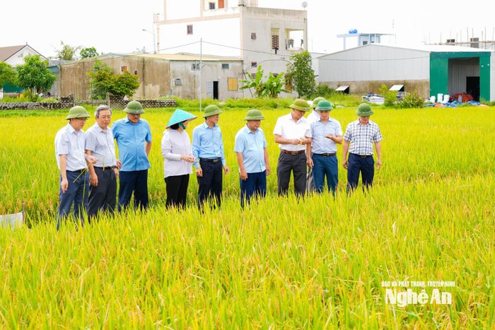 Đoàn công tác đến kiểm tra tình hình sản xuất vụ lúa Hè Thu tại xã An Châu. Ảnh: T.L