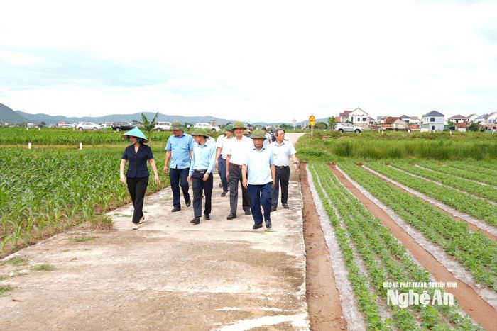 Phó Chủ tịch UBND tỉnh Nguyễn Văn Đệ và đoàn công tác đến kiểm tra tình hình sản xuất vụ Đông tại xã An Châu. Ảnh: T.L