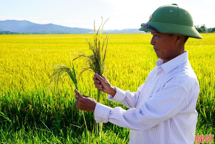 So sánh bông lúa bị lép, lửng, không cúi (bên phải) với bông lúa phát triển bình thường (bên trái).