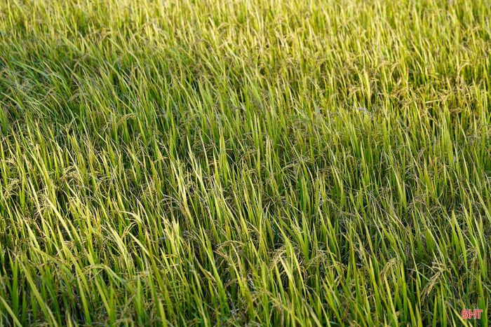 Tình trạng lúa hạt lép cũng xuất hiện ở nhiều thôn trên địa bàn xã Cẩm Lạc.