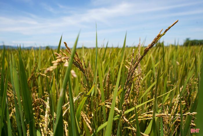 Ngoài yếu tố thời tiết, nhện gié cũng được xác định là một trong những đối tượng gây hại, ảnh hưởng đến quá trình vào hạt, làm tăng tình trạng hạt lúa lép, lửng.