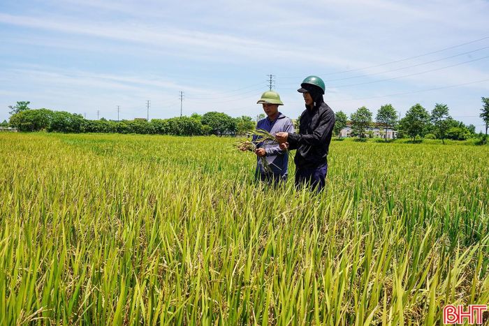 Ngành chuyên môn, chính quyền các địa phương đang đánh giá nguyên nhân, mức độ thiệt hại, sản lượng để có sự điều chỉnh trong lịch thời vụ, cơ cấu giống và quy trình chăm sóc.
