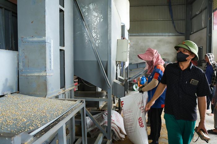 Ông Nguyễn Sỹ Đạt - đại diện HTX Dịch vụ nông nghiệp Đạt Lộc (xã Đông Kinh) cho biết: “HTX có nhà xưởng rộng 500m² và 2 lò sấy với công suất 55 tấn/lượt. Dù thị trường còn biến động, năm nay, HTX vẫn tăng cường thu mua, hỗ trợ tiêu thụ lúa cho bà con. Dự kiến vụ này HTX sẽ thu mua hơn 2.000 tấn, chủ yếu là Nếp 98, Khang Dân 18, Xuân Mai... để cung ứng cho thị trường".