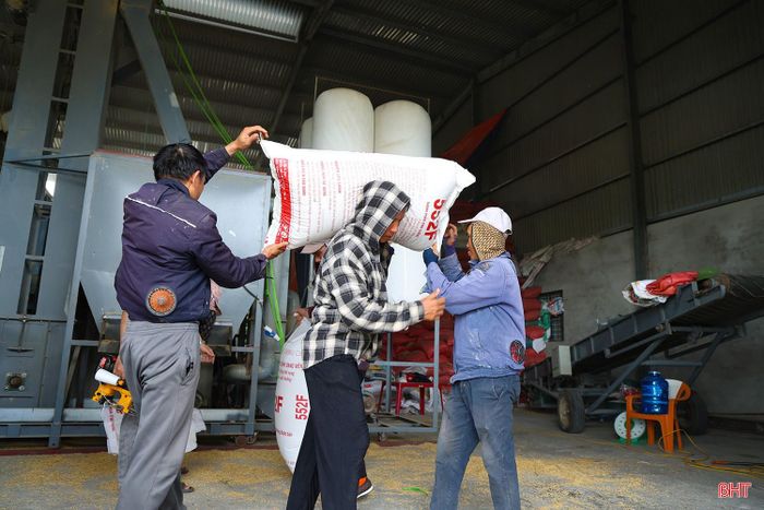 Hiện nay, chia sẻ với những khó khăn của bà con nông dân, nhiều cơ sở, hợp tác xã đang tăng cường mua lúa tươi, góp phần giảm áp lực phơi, sấy trong điều kiện thời tiết còn diễn biến bất thường.