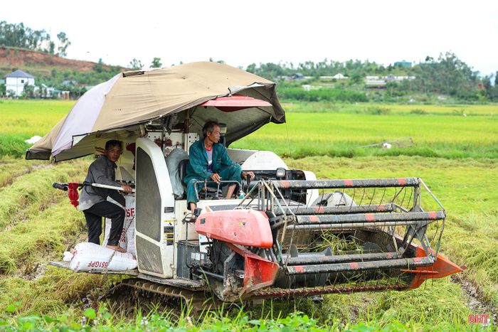 Dù gặp không ít khó khăn, các chủ máy gặt đang tăng ca để đảm bảo tiến độ thu hoạch cho bà con nông dân. Ông Trần Văn Chinh - chủ máy gặt tại xã Can Lộc chia sẻ: “Nhiều diện tích lúa ngã đổ, nền đất lại "no nước" khiến máy phải chạy chậm, tốn nhiên liệu và dễ hư hỏng nhưng chúng tôi vẫn cố gắng, tranh thủ thời gian nhằm giúp bà con đưa lúa an toàn về nhà”.