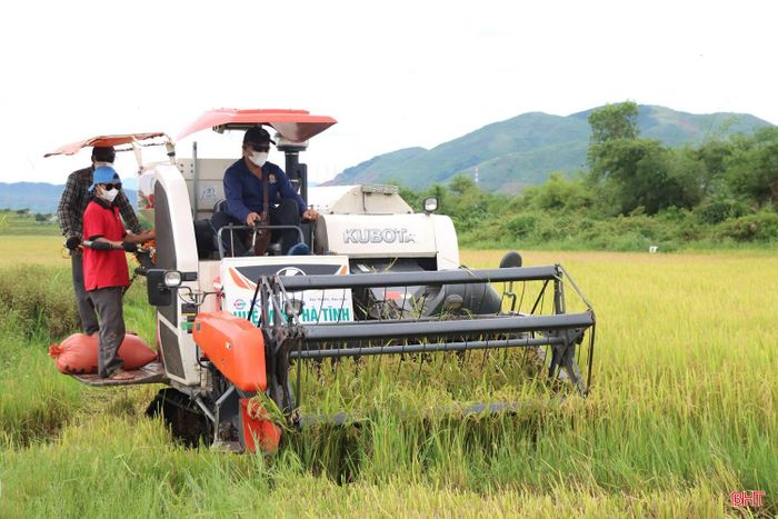 UBND xã Kỳ Xuân tăng cường thông tin, lưu ý người dân thường xuyên theo dõi diễn biến thời tiết, tập trung thu hoạch nhanh gọn những diện tích lúa đã chín, đặc biệt là diện tích bị ngã đổ; đồng thời chủ động phơi, sấy, bảo quản lúa sau thu hoạch để hạn chế thiệt hại.