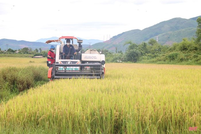 Tại xã Kỳ Xuân, khi trời hửng nắng, máy gặt đập liên hợp được huy động tối đa, hoạt động khẩn trương trên các cánh đồng.