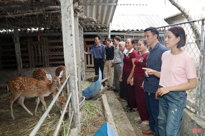 Toàn xã Sơn Giang hiện có 6 tổ hội nông dân nghề nghiệp chăn nuôi hươu.