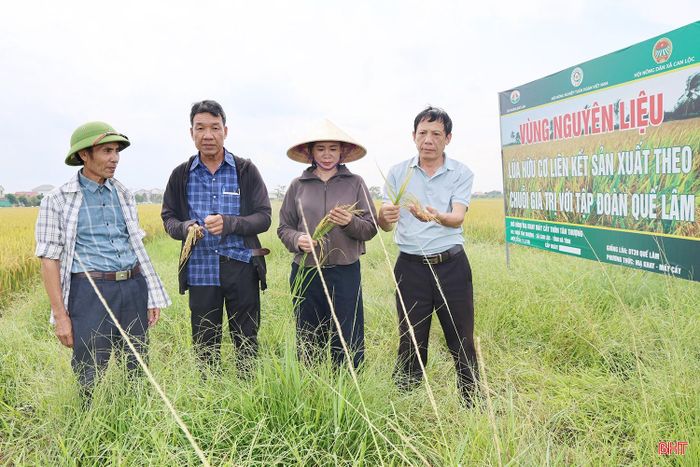 Các thành viên Tổ hội Nông dân nghề nghiệp sản xuất lúa hữu cơ thôn Quyết Thắng cùng trao đổi, chia sẻ kinh nghiệm canh tác.