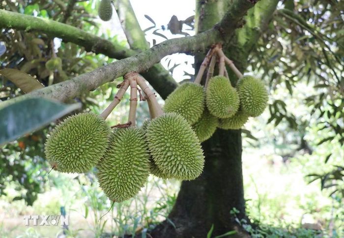 Sầu riêng ở xã Mỹ Lợi, tỉnh Đồng Tháp chuẩn bị vào vụ thu hoạch. (Ảnh: Hữu Chí/TTXVN)