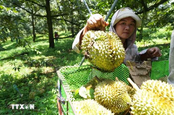 Sầu riêng ở xã Mỹ Lợi, tỉnh Đồng Tháp. (Ảnh: Hữu Chí/TTXVN)