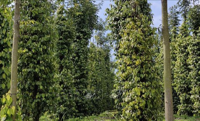 Vùng sản xuất hồ tiêu theo tiêu chuẩn VietGAP tại xã Quảng Khê, tỉnh Lâm Đồng.