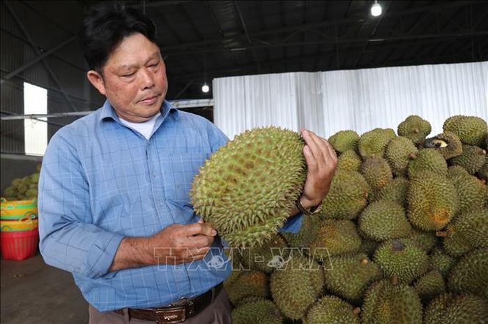 Nông dân phường Đông Gia Nghĩa, tỉnh Lâm Đồng, kiểm tra sầu riêng sau thu hoạch phục vụ thị trường xuất khẩu chính ngạch.
