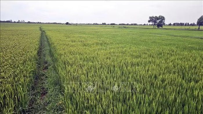 Tháo gỡ điểm nghẽn về tích tụ ruộng đất và xây dựng mô hình chuỗi liên kết đang là hướng đi cần thiết để khắc phục tình trạng bỏ hoang ruộng lúa vụ Hè Thu tại Quảng Trị. Ảnh: TTXVN phát