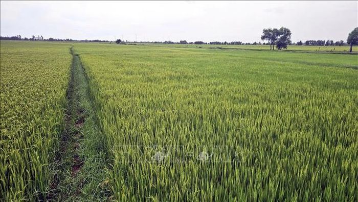 Tháo gỡ điểm nghẽn về tích tụ ruộng đất và xây dựng mô hình chuỗi liên kết đang là hướng đi cần thiết để khắc phục tình trạng bỏ hoang ruộng lúa vụ Hè Thu tại Quảng Trị. Ảnh: TTXVN phát