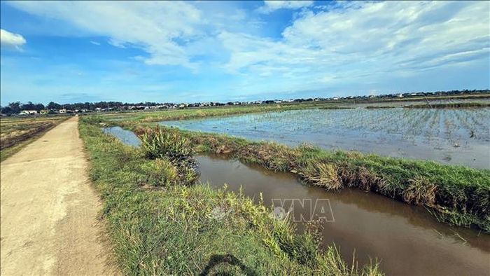 Nhiều cánh đồng tại xã Hoàn Lão (Quảng Trị) dù có hệ thống thủy lợi hoàn chỉnh vẫn bị người dân bỏ vụ Hè Thu không gieo cấy.