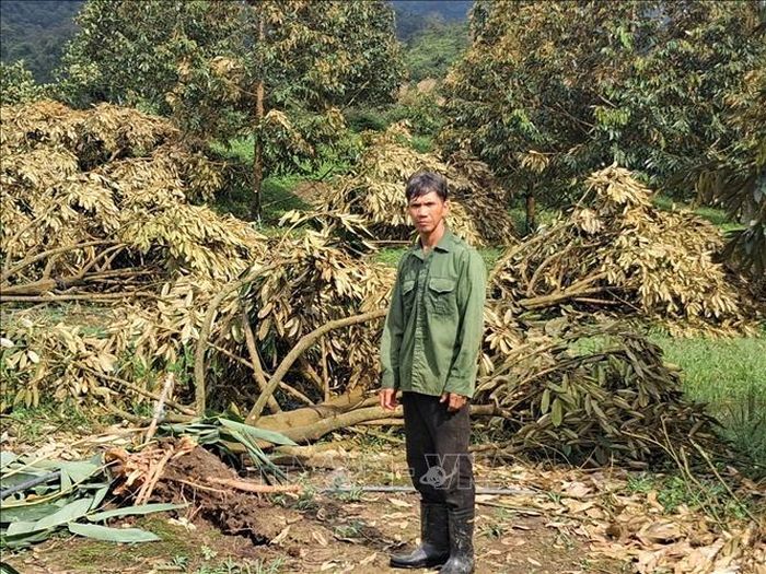 Mưa lớn kèm lốc xoáy khiến nhiều diện tích sầu riêng của người dân xã Đạ Huoai 2, tỉnh Lâm Đồng bị bật gốc, ngã đổ. Ảnh: TTXVN phát
