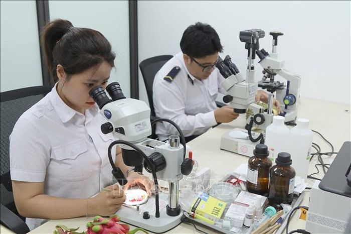 Lực lượng Kiểm dịch thực vật cửa khẩu quốc tế Hữu Nghị kiểm tra, giám sát theo quy định đối với các lô nông sản xuất nhập khẩu.
