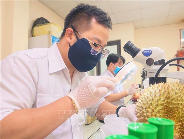 Sầu riêng xuất khẩu được lực lượng Kiểm dịch thực vật kiểm tra kỹ lưỡng theo quy trình.