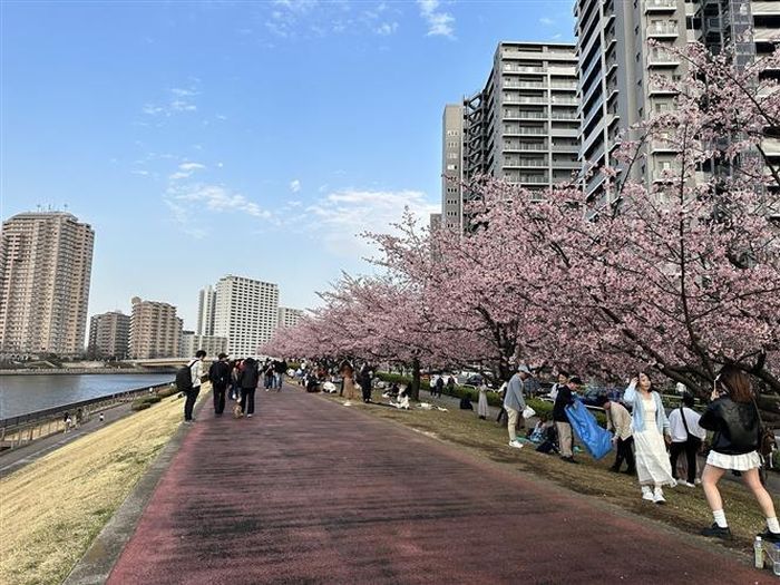 Osaka, Fukuoka hay Sapporo? Cuộc đua giành vị trí thứ hai sau Tokyo đang nóng lên, cùng với kỳ vọng về uy tín và nguồn tiền có thể đi kèm. Trong ảnh là cảnh hoa anh đào nở rộ ven sông Sumida. Ảnh: Nguyễn Tuyến/PV TTXVN tại Nhật Bản