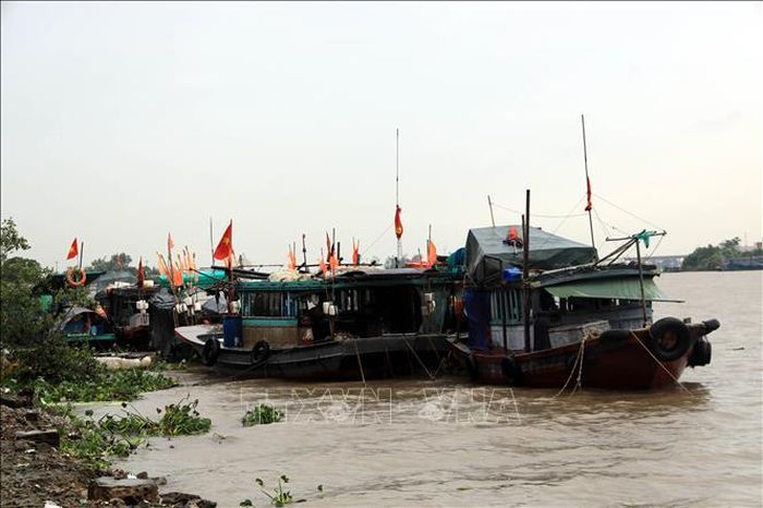 Các tàu, thuyền đánh cá của ngư dân neo đậu tránh trú bão tại khu vực bến Chanh, phường Quảng Yên, tỉnh Quảng Ninh. Ảnh: Đức Hiếu/TTXVN